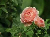 成都余盛源网络科技工作室
