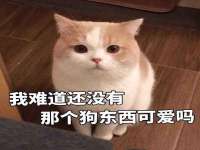 成都余盛源网络科技工作室