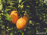 成都余盛源网络科技工作室